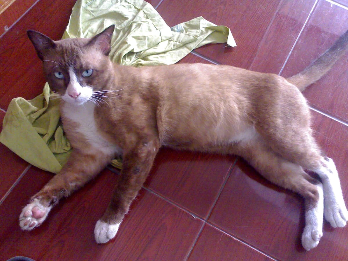 Ausgangsfoto der braunen Katze Browny mit blauen Augen und weißen Pfoten, liegend auf roten Fliesen